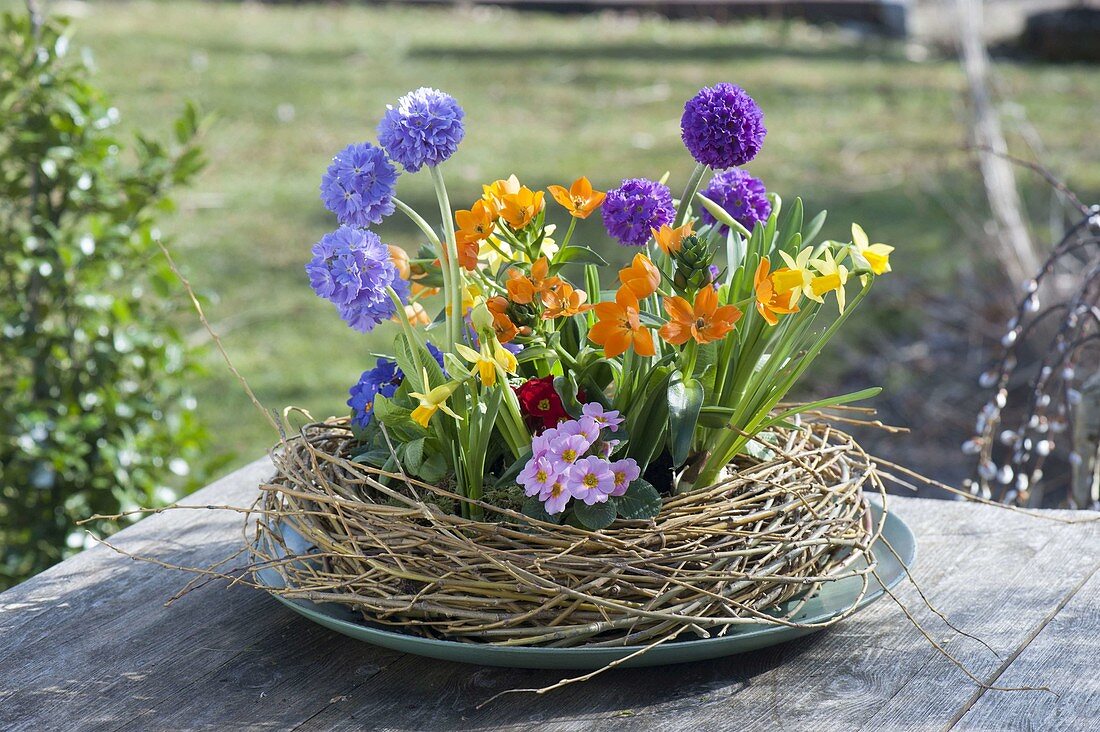 Wreath of weeping willow with primula denticulata, primula