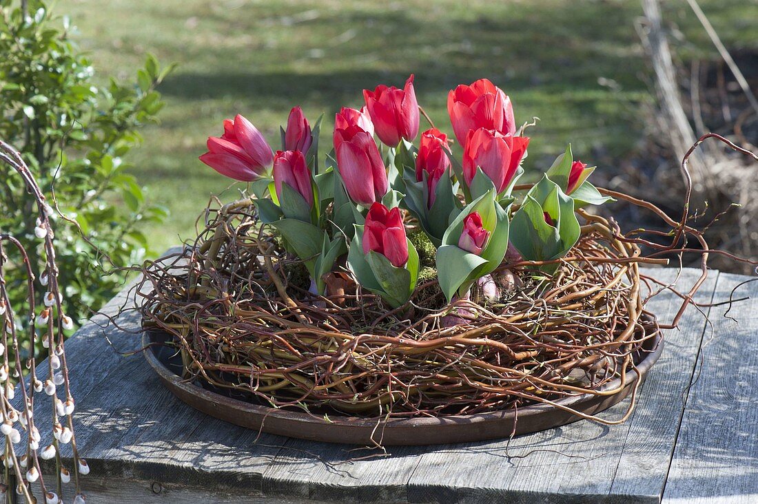 Kranz aus Salix tortuosa (Korkenzieherweide) mit Tulipa 'Red Paradise'