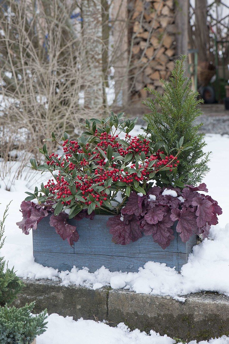 Wooden box with Skimmia japonica 'Winnie Dwarf', Taxus