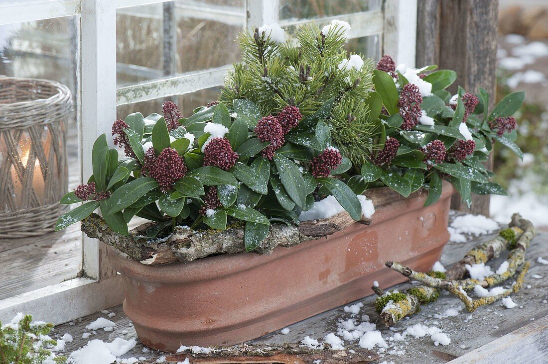 Terracotta box with Skimmia 'Rubella' (flower scented) and Pinus