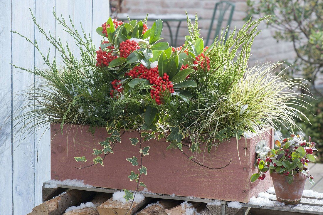 Wooden box with Skimmia japonica 'Temptation', Juniperus