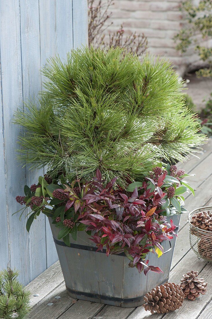 Kiefer nigra 'Spielberg' (Kugel-Schwarzkiefer), Leucothoe walteri 'Zeblid'