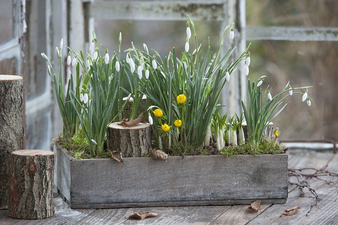 Early spring in the greenhouse, Galanthus, Eranthis