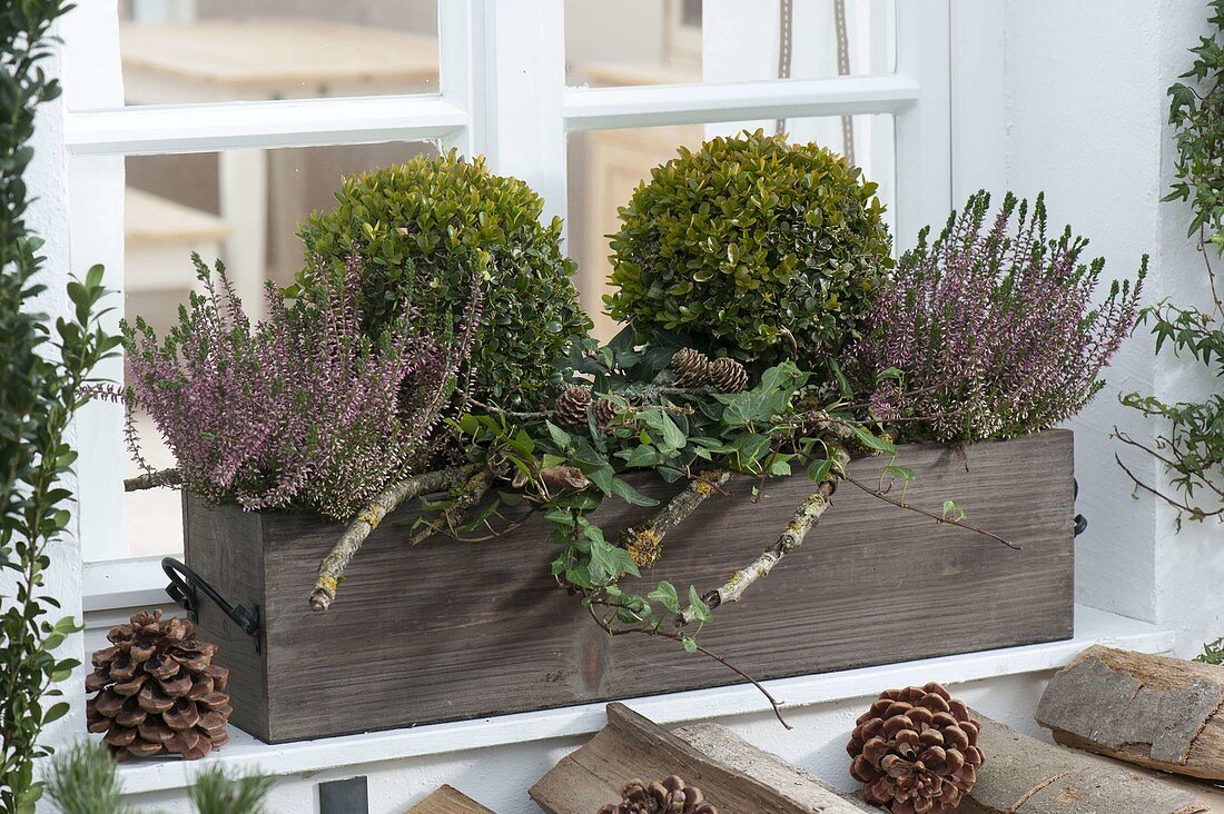 Holz - Kasten vorm Fenster winterlich bepflanzt mit Buxus (Buchs-Kugeln)