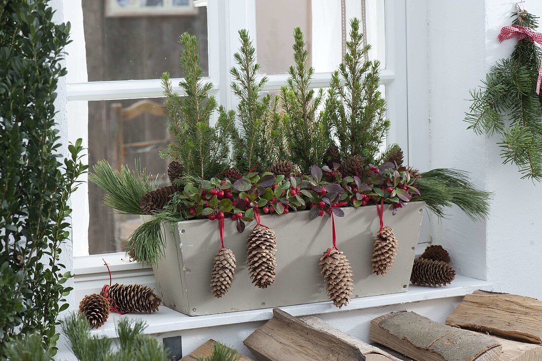 Wooden box planted in winter with Picea glauca 'Conica'