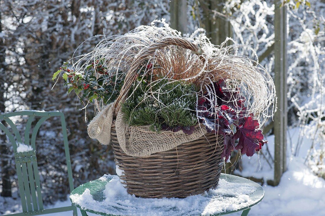 Winterly planted basket with Ilex (Holly), Heuchera