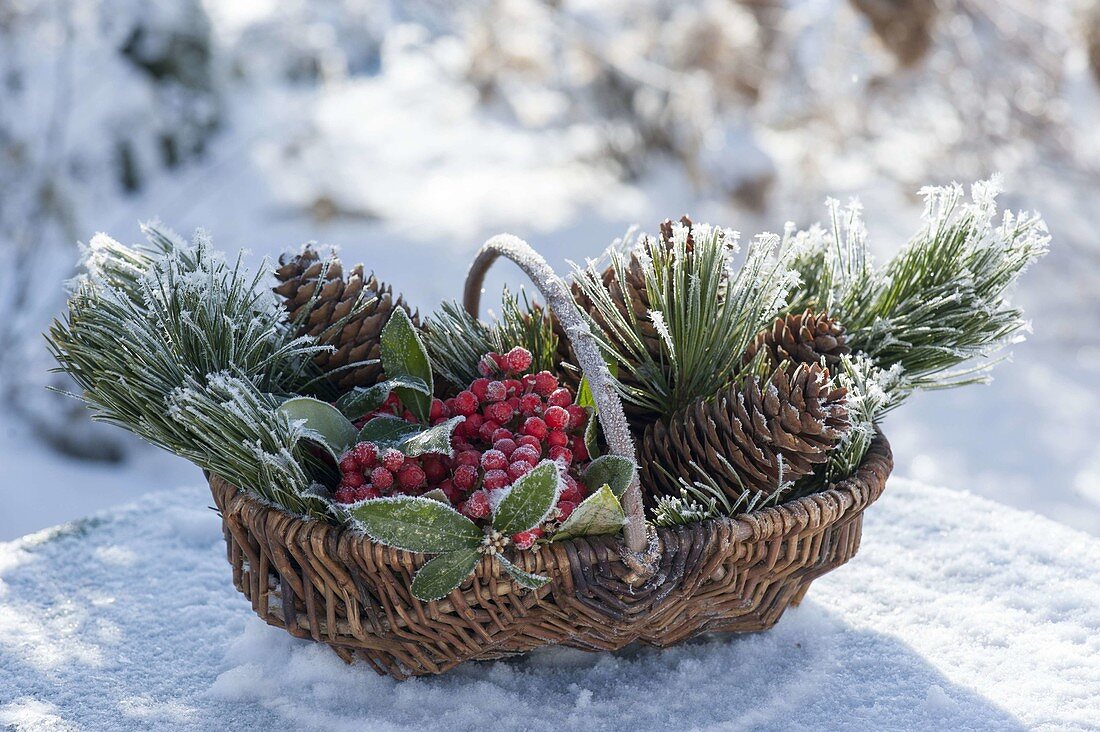 Basket with branches of Pinus cembra, Skimmia