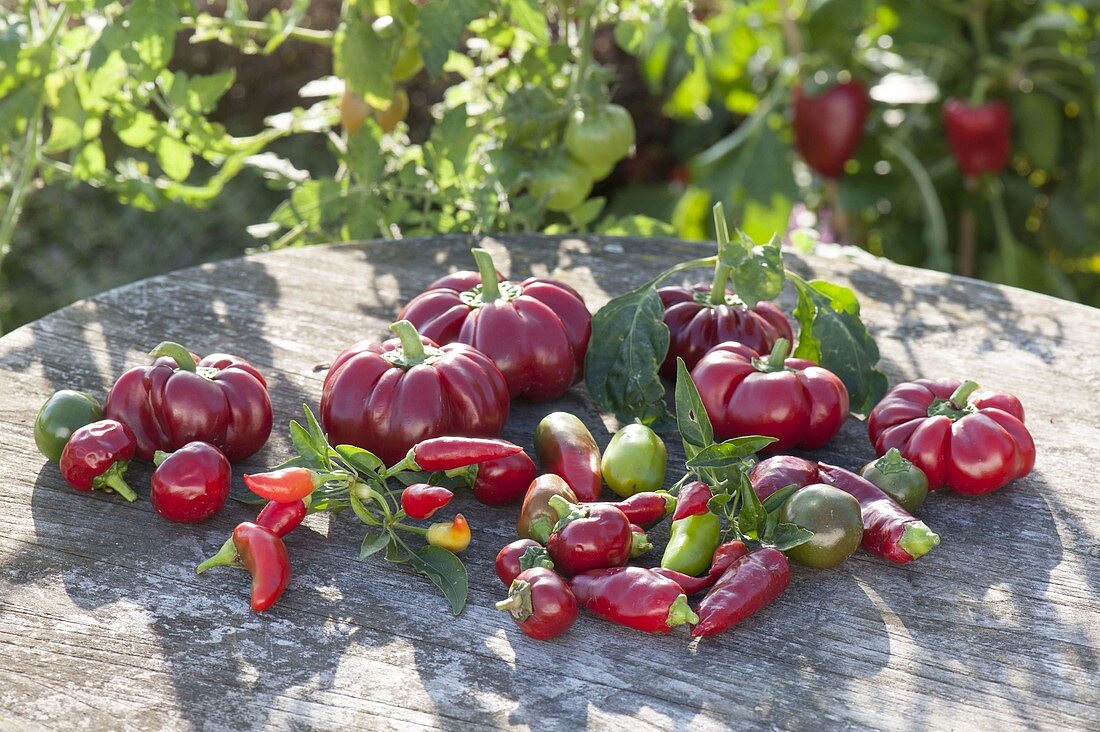 Various types of freshly harvested peppers and hot peppers