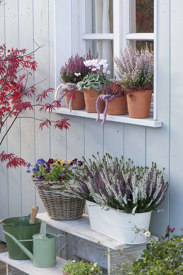 Clay pots with Calluna