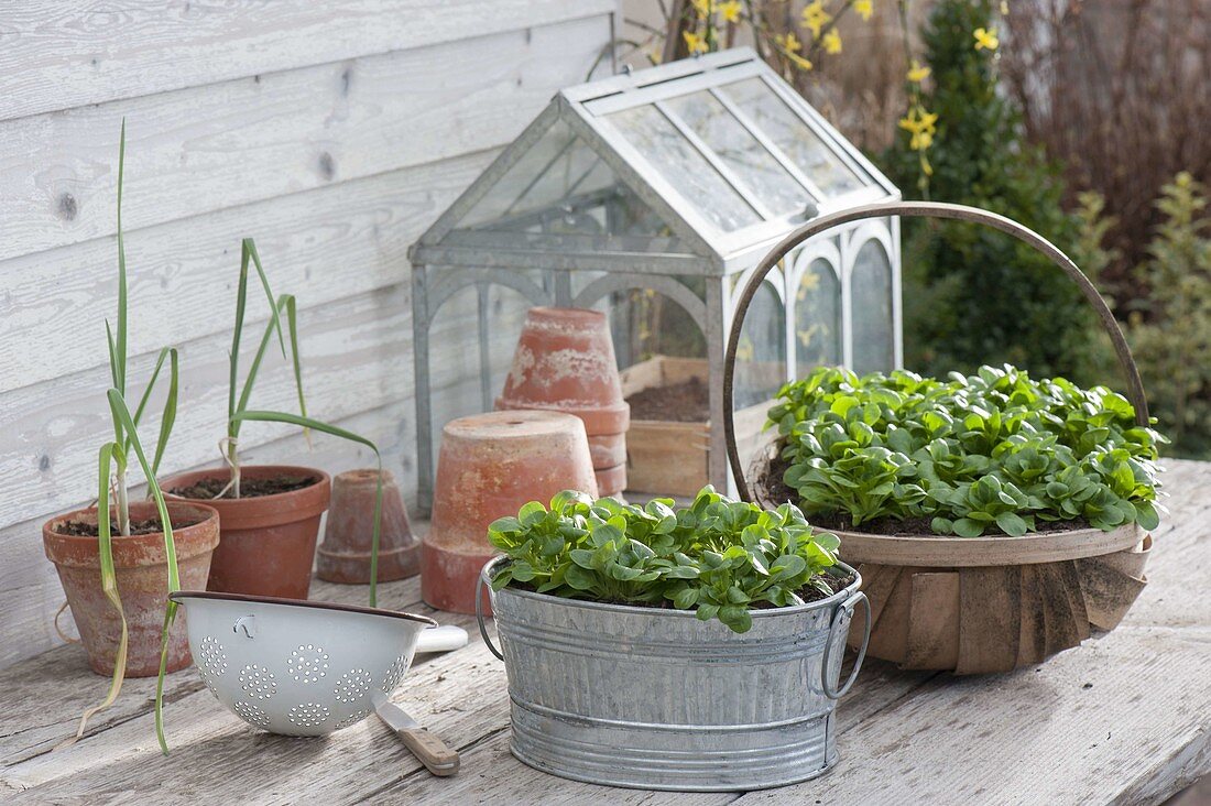 Corn salad in winter, inside containers on the terrace table