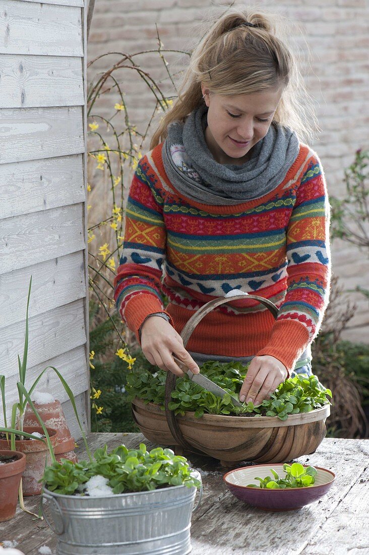 Corn salad in winter, inside containers on the terrace table