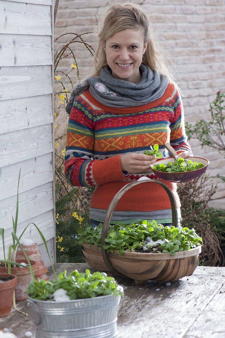 Corn salad in winter, inside containers on the terrace table