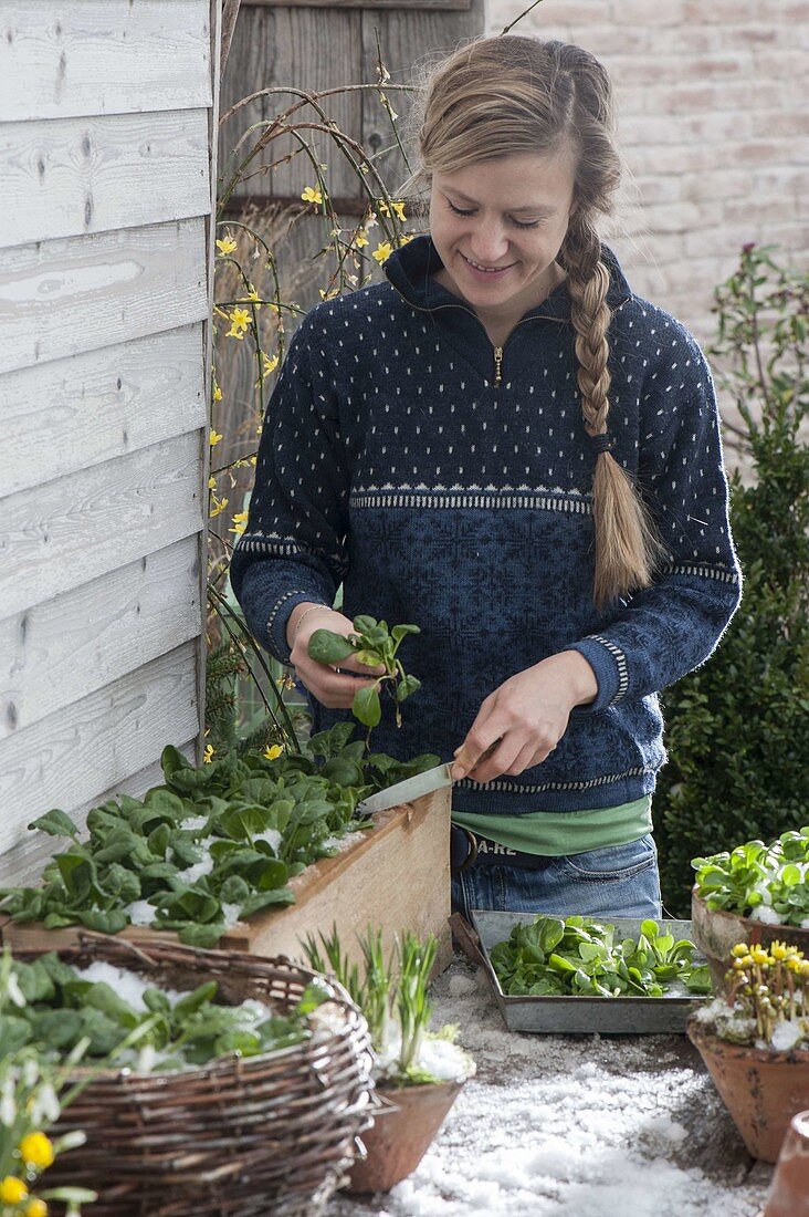 Winter vegetables in box and basket on terrace table