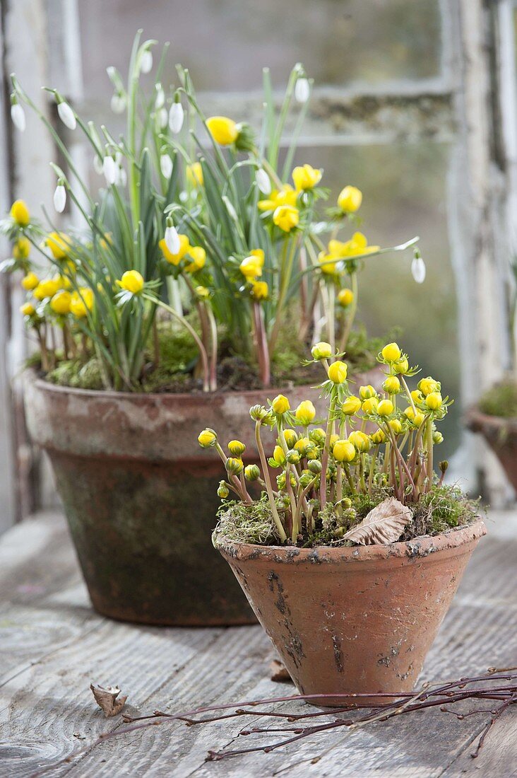 Clay pots with Eranthis hyemalis and Galanthus nivalis