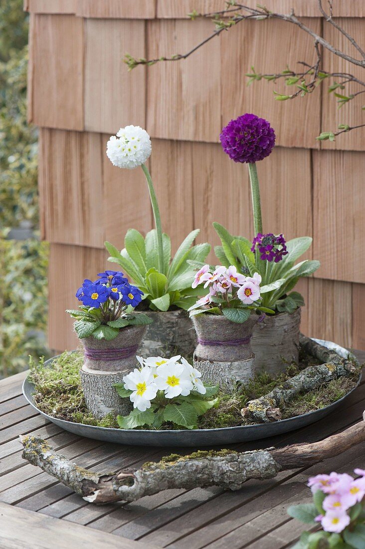 Large zinc coaster as a small spring garden primula denticulata