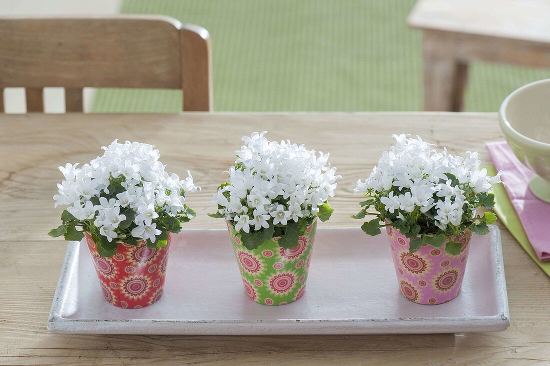 Campanula (mini bellflower) in colorful cups on the table