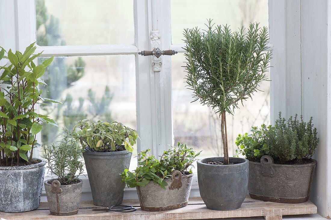 Herbs in stone containers on the windowsill