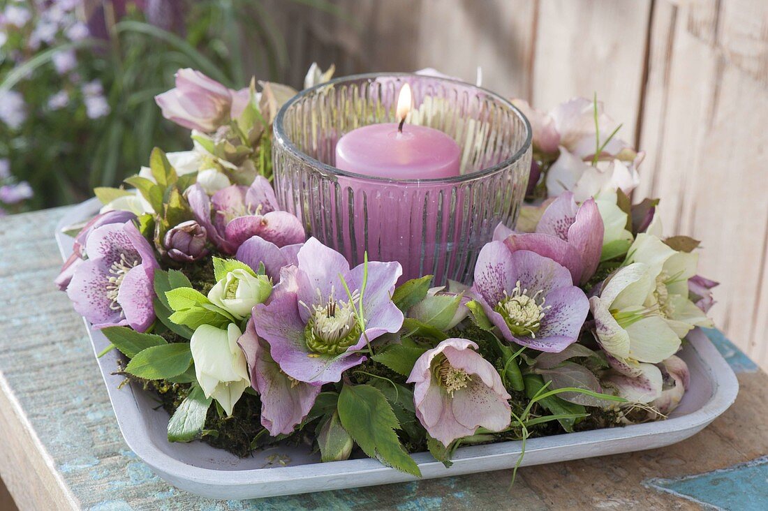 Helleborus orientalis (Lenz rose) wreath on a shallow bowl