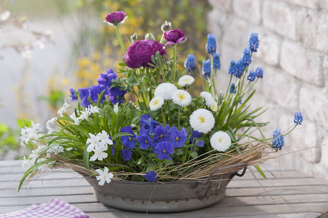 Metal bowl planted with spring bloomers: Bellis (daisy), Viol