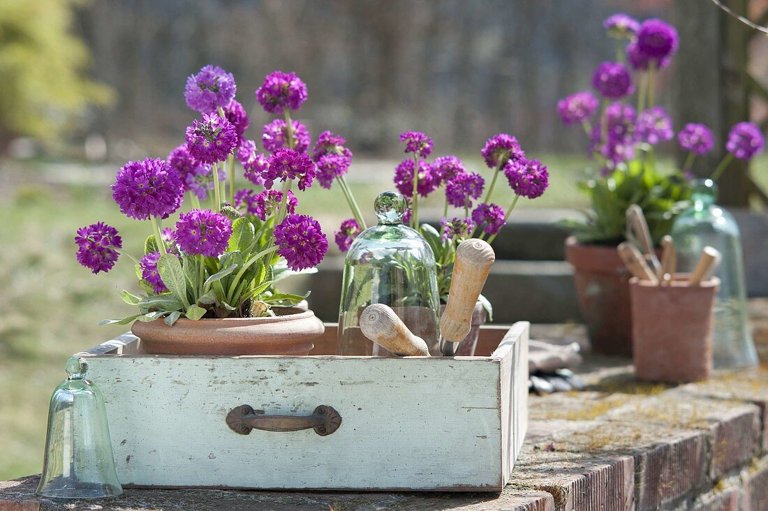 Töpfe mit Primula denticulata (Kugelprimeln), Glasglocken, alte Schublade