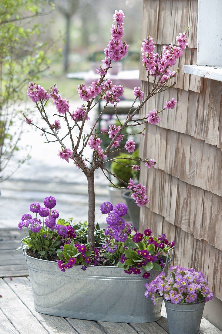 Peach trees with Primula denticulata