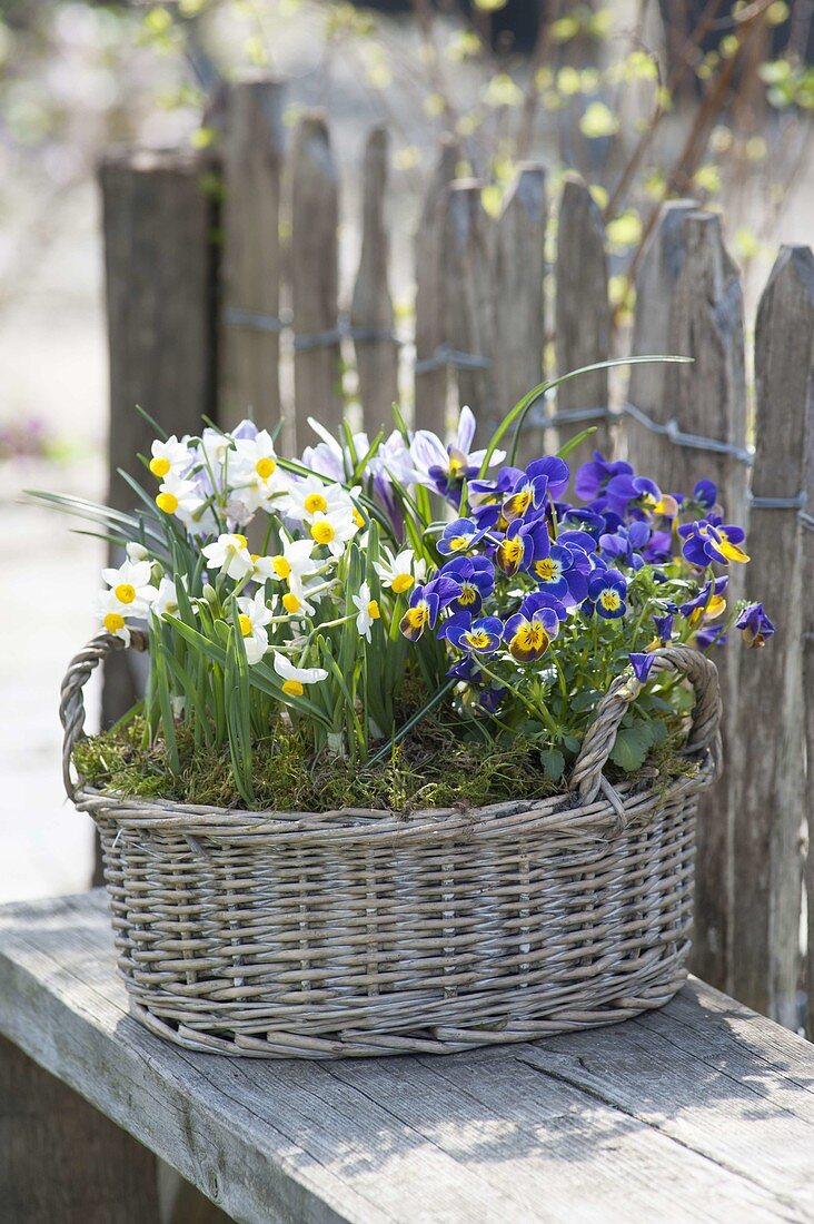 Basket with Narcissus canaliculatus, a small wild daffodil