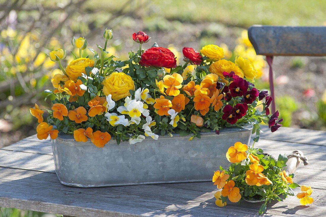 Viola cornuta and ranunculus in zinc box