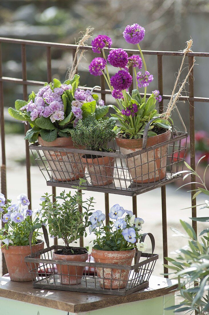 Lattice baskets with Primula Belarina 'Pink Champagne' (double primrose)