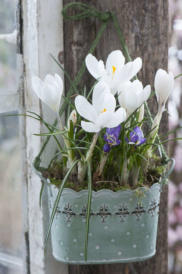 Crocus vernus 'Jeanne D'Arc' and Crocus sieberi 'Tricolor'