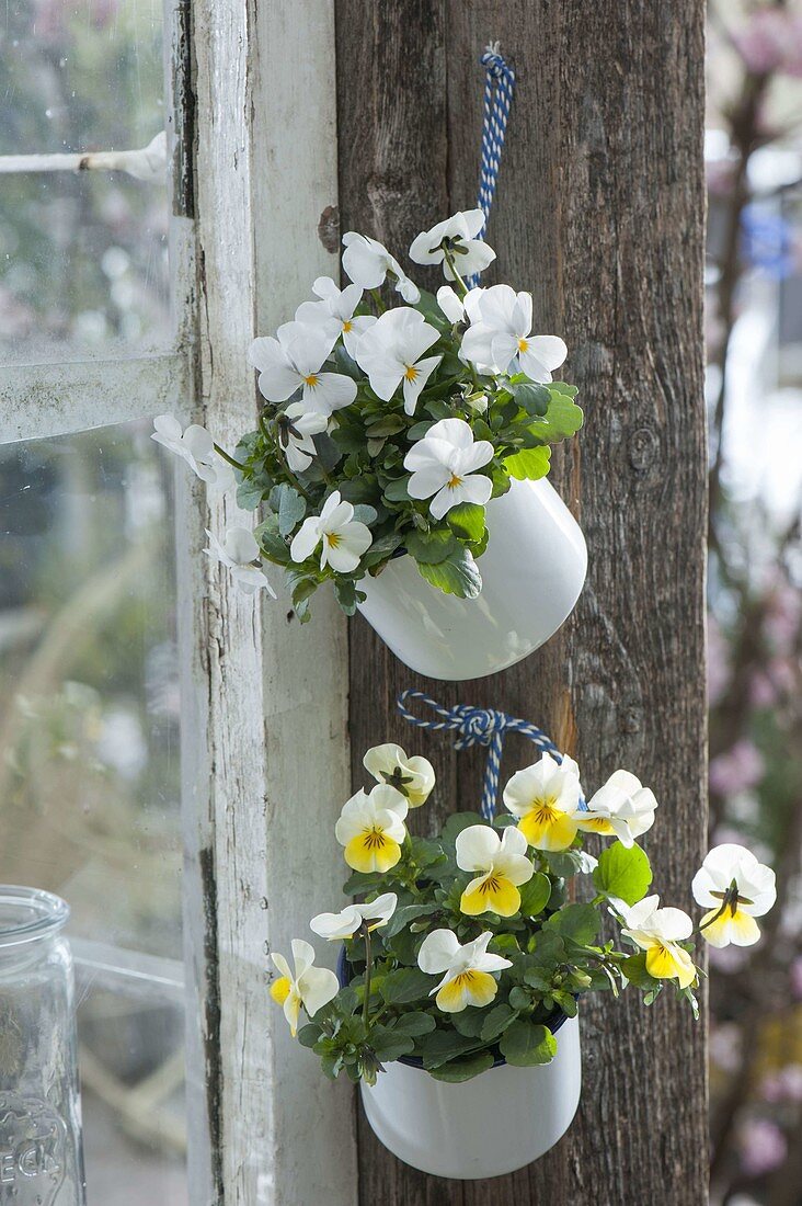 Viola cornuta (horned violet) hung in white pots