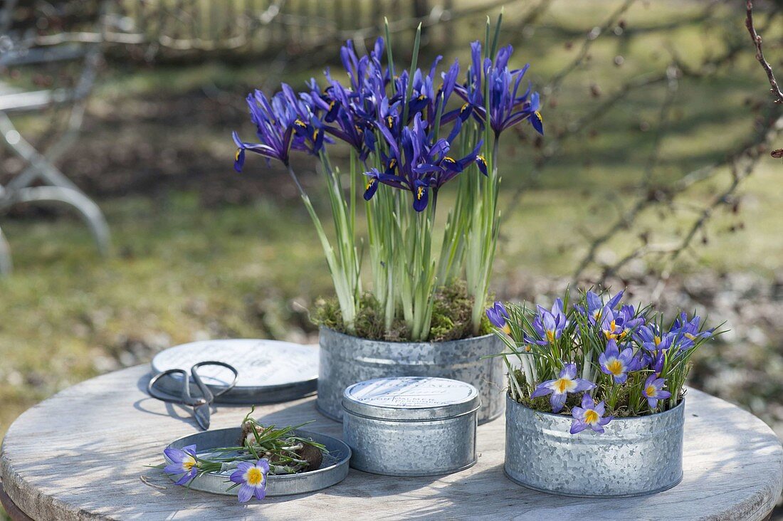 Frühling in Zink-Dosen: Iris reticulata (Netziris) und Crocus sieberi 'Tric