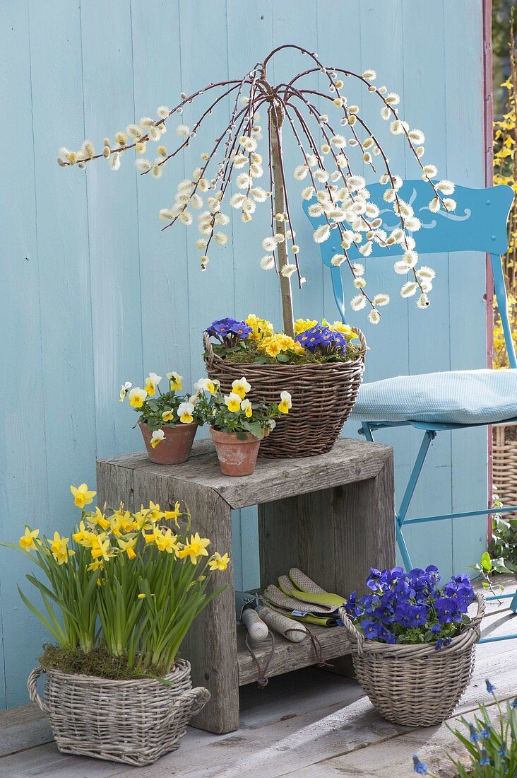 Baskets of Salix caprea 'Kilmarnock', Primula acaulis