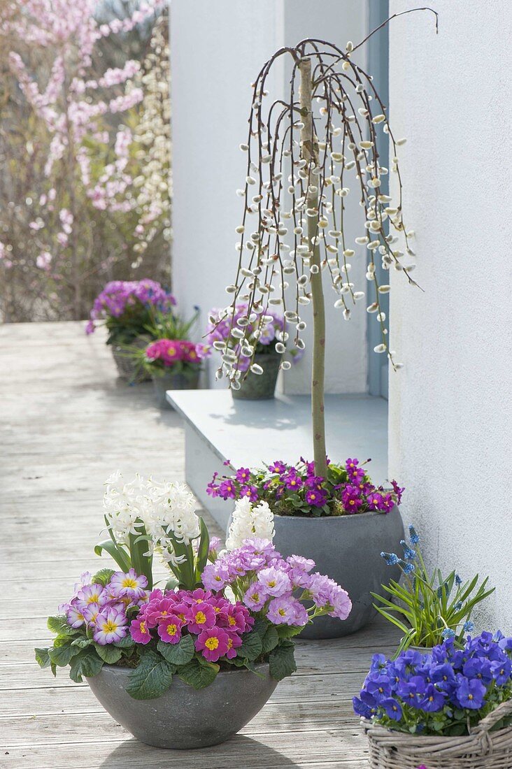 Graue Schale mit Hyacinthus 'White Pearl' (Hyazinthen) und Primula