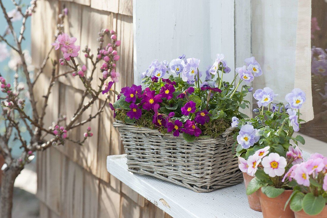 Small basket at the window, Primula X pruhoniciana 'Wanda'