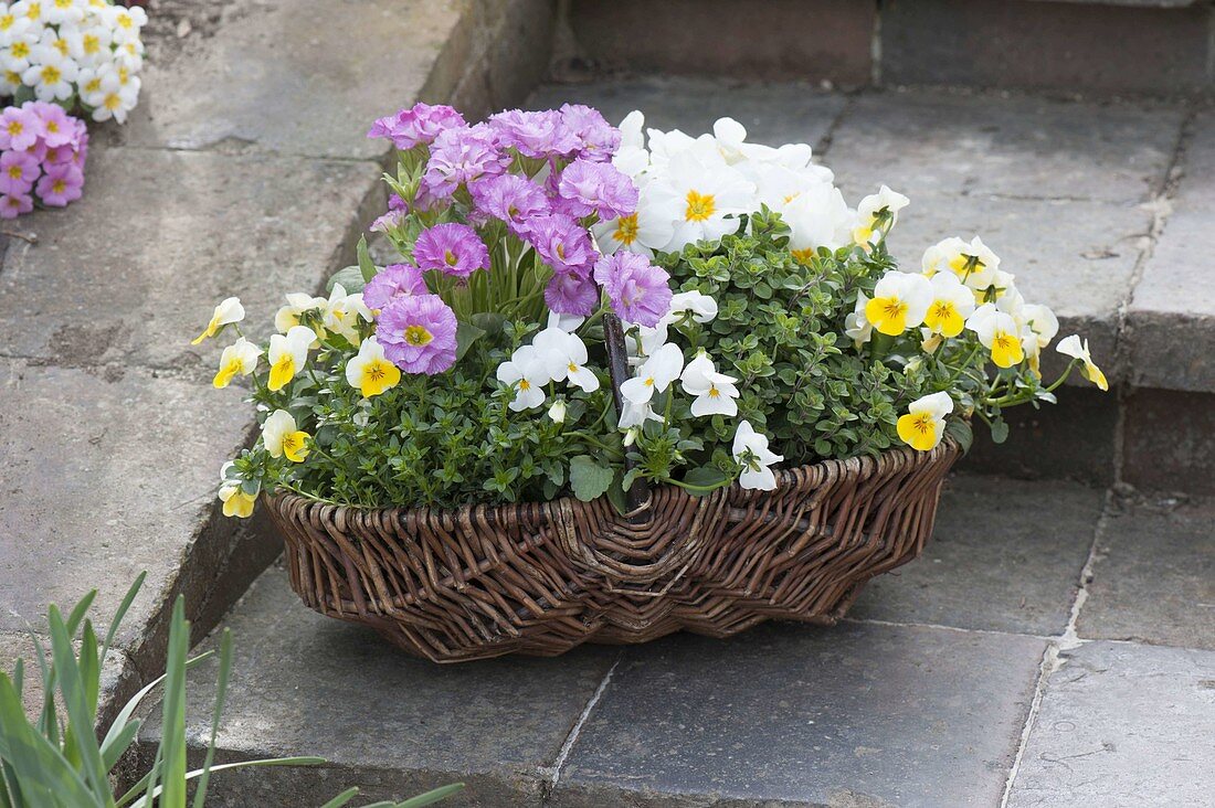 Cup with herbs and edible flower primula acaulis 'Suzette'