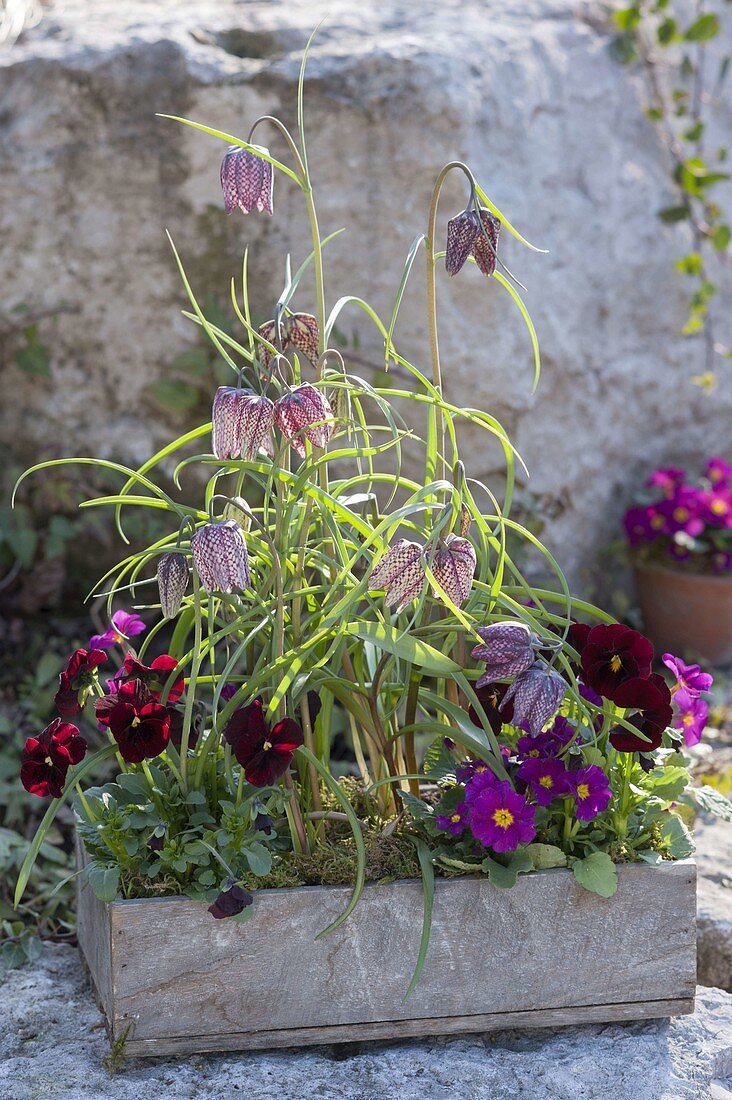 Small wooden box planted with Fritillaria meleagris (checkerboard flower), Primula