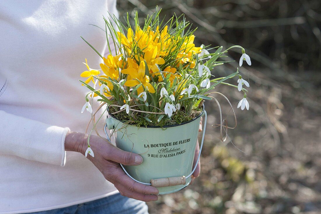 Frau hält kleinen Eimer mit Galanthus nivalis (Schneeglöckchen) und Crocus