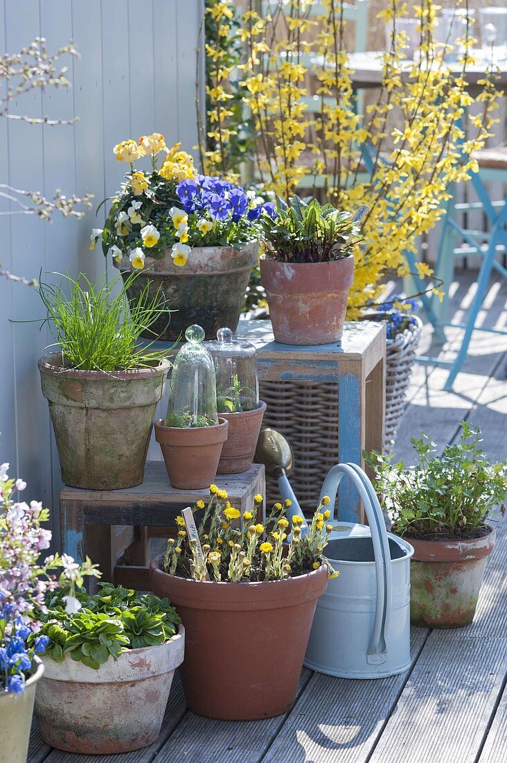 Spring Terrace with Viola cornuta, Tussilago farfara