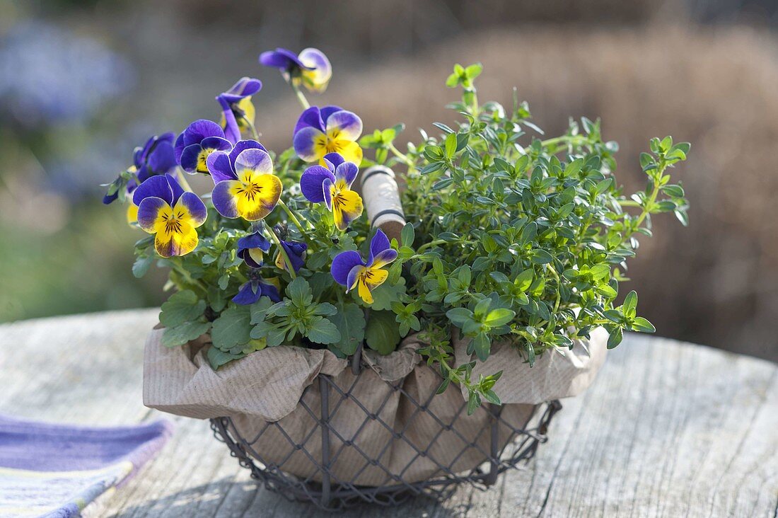 Small Wire Basket with Viola Cornuta Penny 'Primrose Picotee'