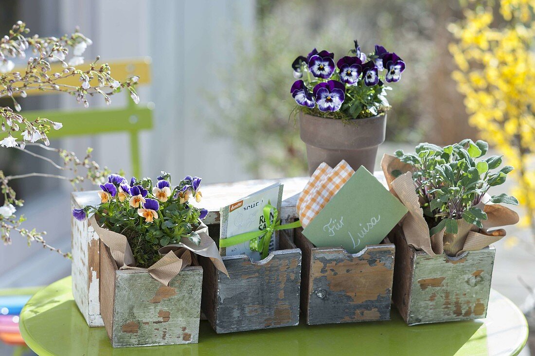 Old wooden box with small drawers as a gift for garden friend Luisa