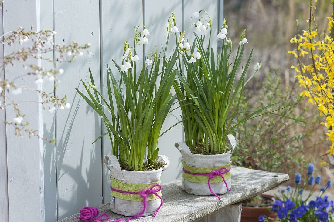 Leucojum aestivum (summer snowflake) in cloth bags with ribbon