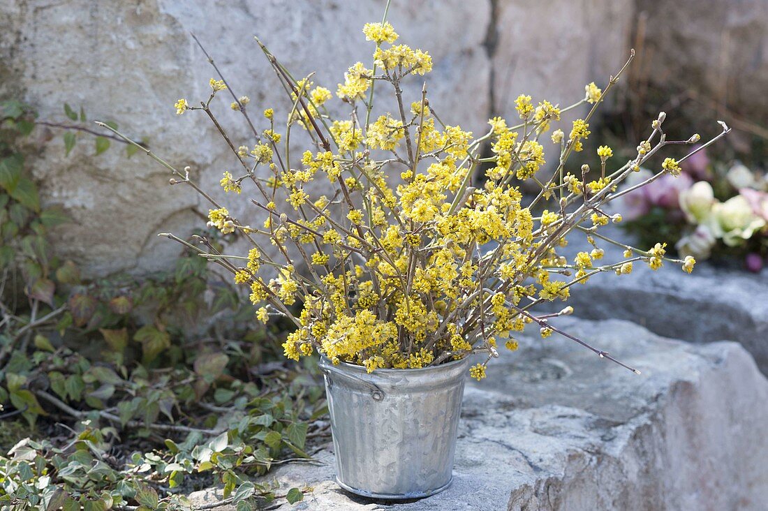 Cornus mas (Cornelian cherry) twigs bouquet in zinc tub