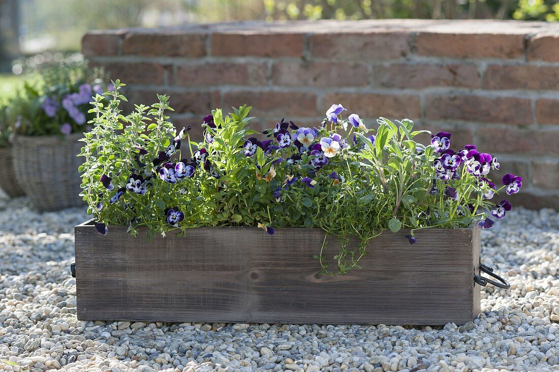 Holzkasten mit Kräutern und essbaren Blüten auf Kiesterrasse