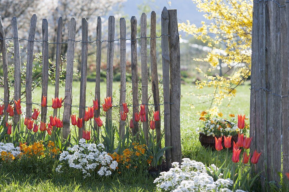 Beet mit Tulipa 'Ballerina' (Lilienbluetige Tulpen) mit Iberis 'Snowball'