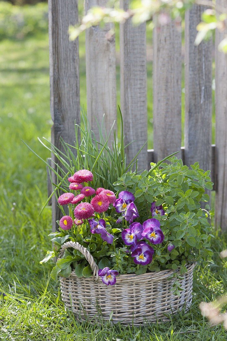 Wicker basket with bellis, Viola cornuta