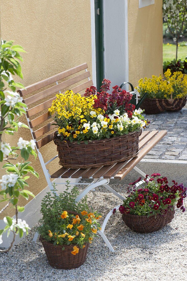 Baskets with viola cornuta, erysimum and oregano