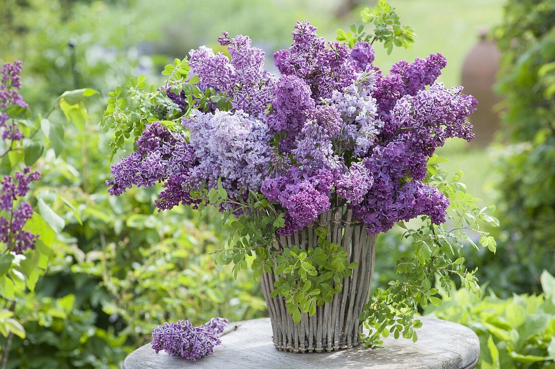 Fragrant bouquet of syringa and wild Rose branches