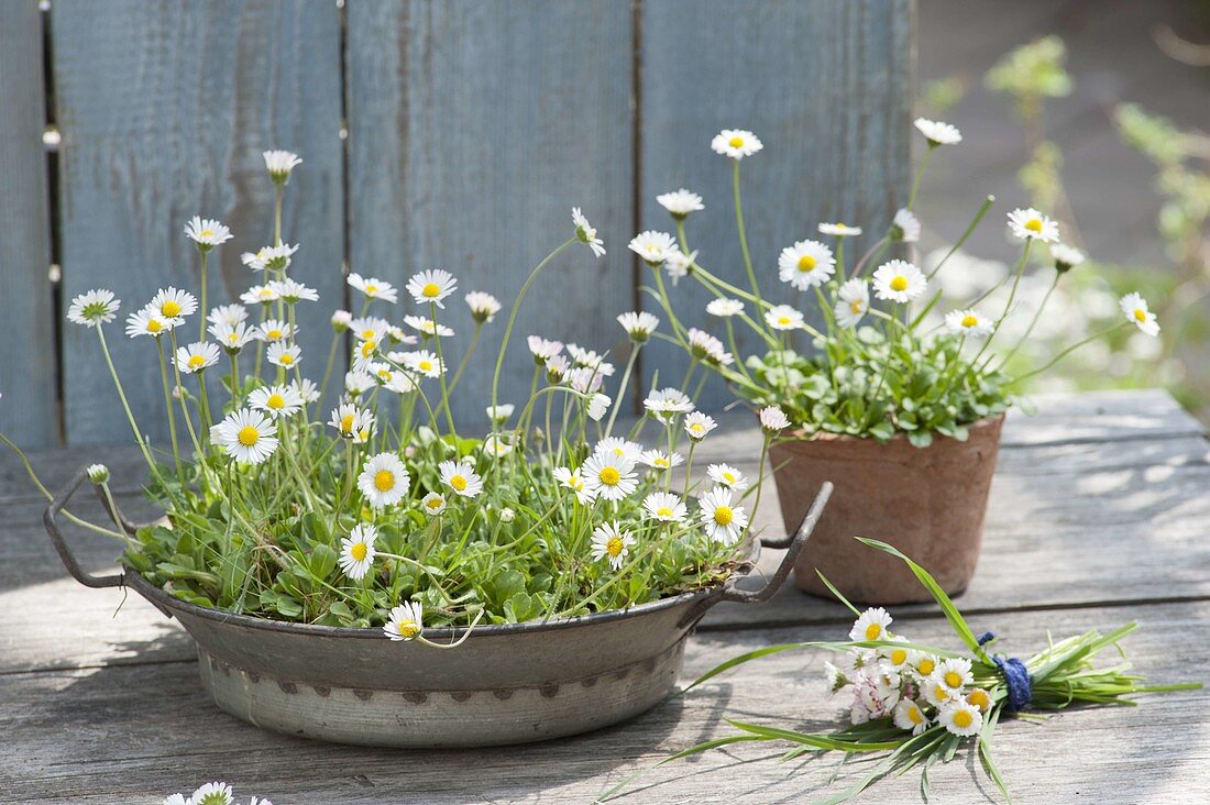 Bellis perennis (Gänseblümchen) in Blechschuessel und Terracottatopf,