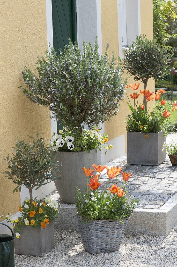 Graue Töpfe mit bluehendem Rosmarin (Rosmarinus), Olea europaea