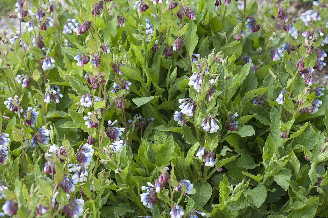 Symphytum grandiflorum 'Hidcote Blue' (Beinwell)